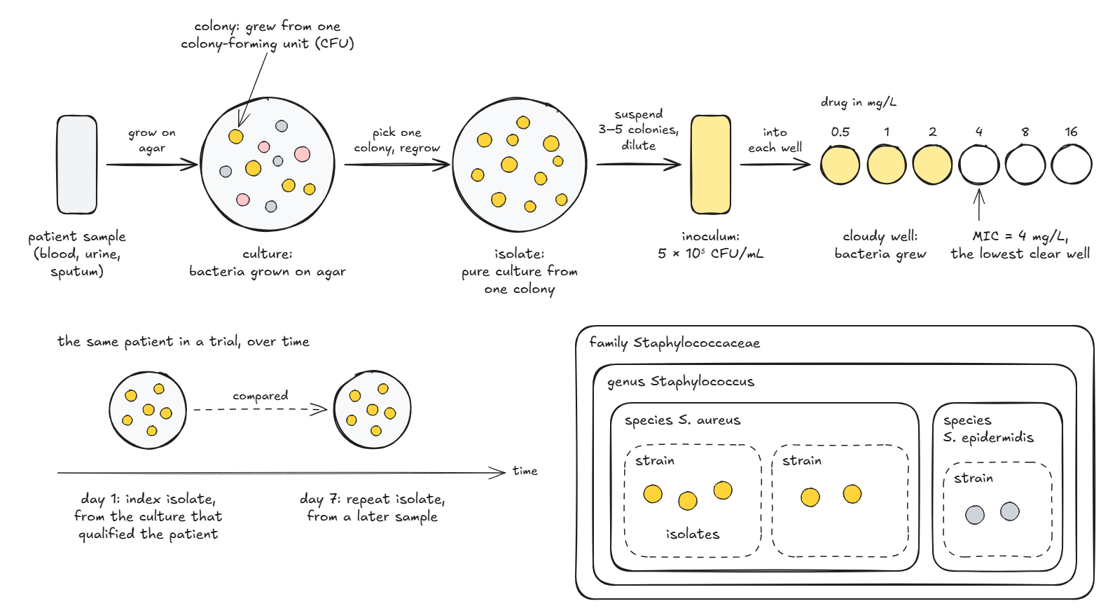 Hand-drawn diagram in three parts. Top: a sample tube, an agar plate with mixed colonies of three colors, a plate with only golden colonies labelled isolate, a tube of cloudy suspension labelled inoculum, and a row of six wells with drug concentrations from 0.5 to 16 mg/L, the first three cloudy and the rest clear, with the MIC at 4 mg/L. Bottom left: two plates of golden colonies on a time axis, the index isolate on day 1 and a repeat isolate on day 7. Bottom right: nested boxes, family Staphylococcaceae containing genus Staphylococcus, containing the species S. aureus and S. epidermidis, each containing strains drawn as dashed boxes with dots for isolates.