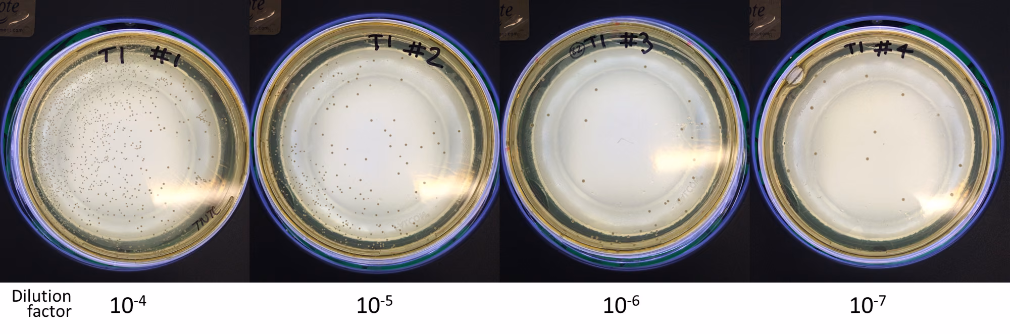 Four agar plates side by side, labelled with dilution factors from 10^-4 to 10^-7. The first plate is crowded with small colonies, the second has several dozen, the third a handful and the last only a few.