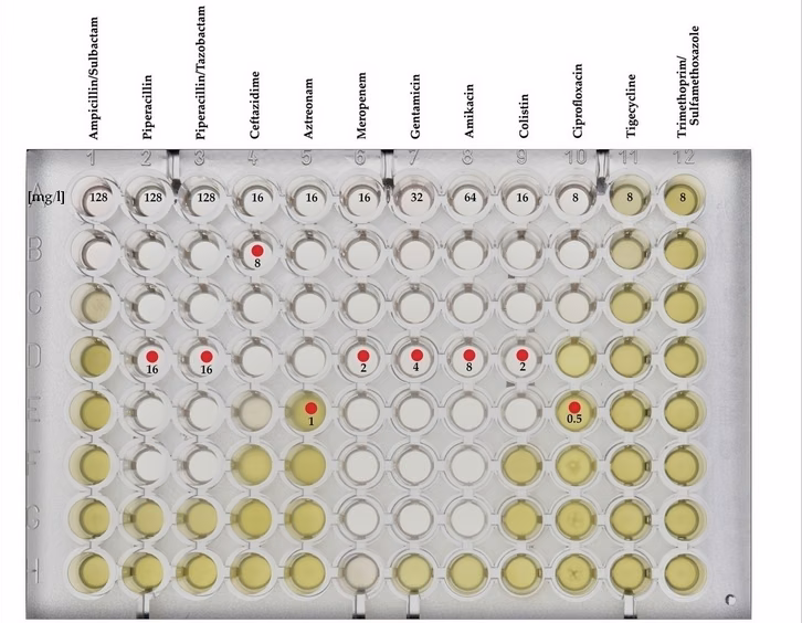 A 96-well plate seen from above. Each of the 12 columns holds a different antibiotic, named at the top, with its highest concentration in mg/L printed in the top well. Wells are either clear or cloudy yellow, and the cloudy wells gather towards the bottom of the plate. Red dots sit on some wells.